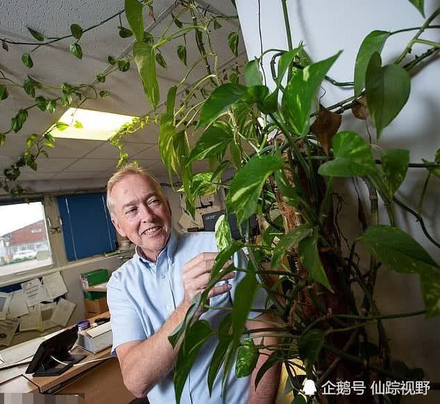 天博10年前他在办公室放了个小盆栽如今长成“怪兽级”(图5)