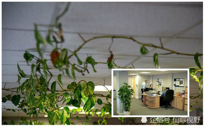 天博10年前他在办公室放了个小盆栽如今长成“怪兽级”(图3)