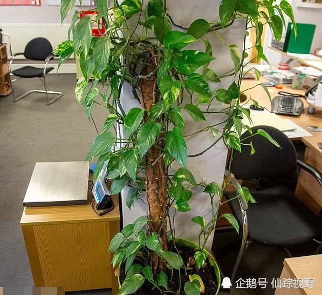 天博10年前他在办公室放了个小盆栽如今长成“怪兽级”(图2)