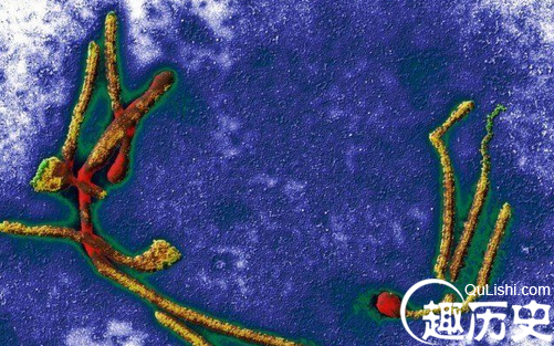 天博官方网站世界上最致命的病毒和细菌：天花病毒(图1)