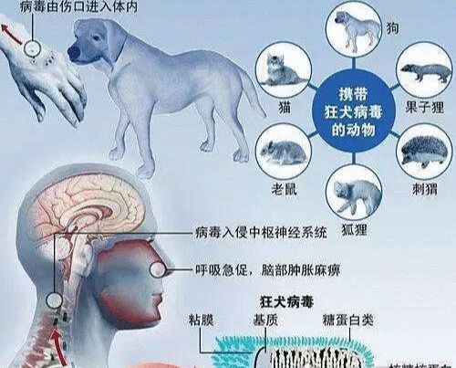 天博官方网站历史上最恐怖的病毒 每一个都对人类的生命造成极大威胁！(图5)